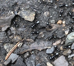 Camponotus laevissimus