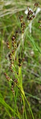 Juncus gerardi
