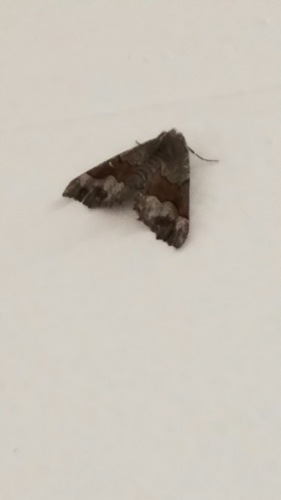 iNaturalist observation photo of Pero Moths