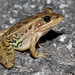 Florida Leopard Frog - Photo (c) John Sullivan, some rights reserved (CC BY-NC), uploaded by John Sullivan