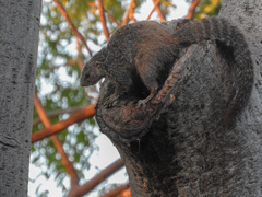 Heliosciurus mutabilis