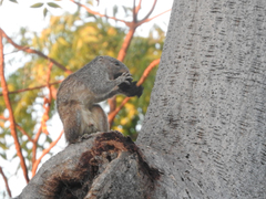 Heliosciurus mutabilis