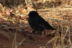 Dicrurus adsimilis fugax