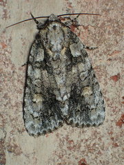 Acronicta exilis