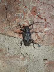 Aegomorphus modestus