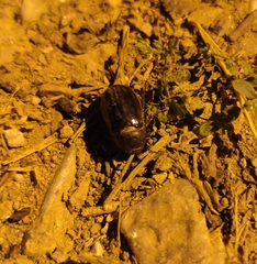 Aplidia transversa