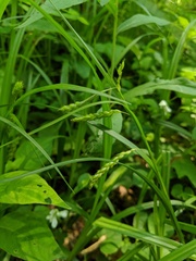 Carex davisii