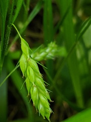 Carex davisii