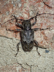 Aegomorphus modestus