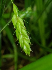 Carex davisii