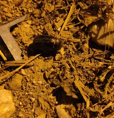 Aplidia transversa