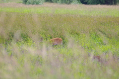 Odocoileus virginianus leucurus
