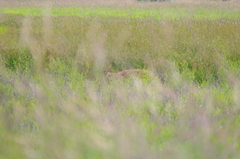 Odocoileus virginianus leucurus