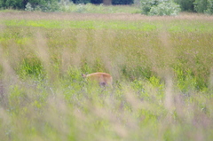 Odocoileus virginianus leucurus