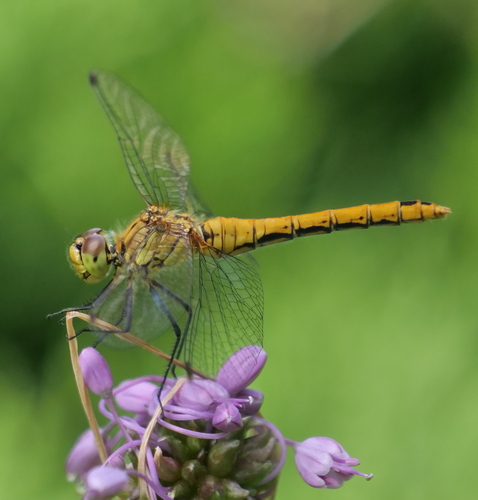 Ruddy Darter, photo 2 of 10