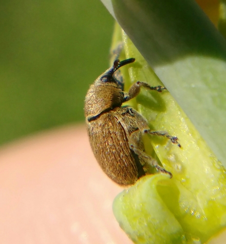 Rhinusa neta