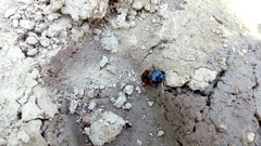Hister quadrimaculatus