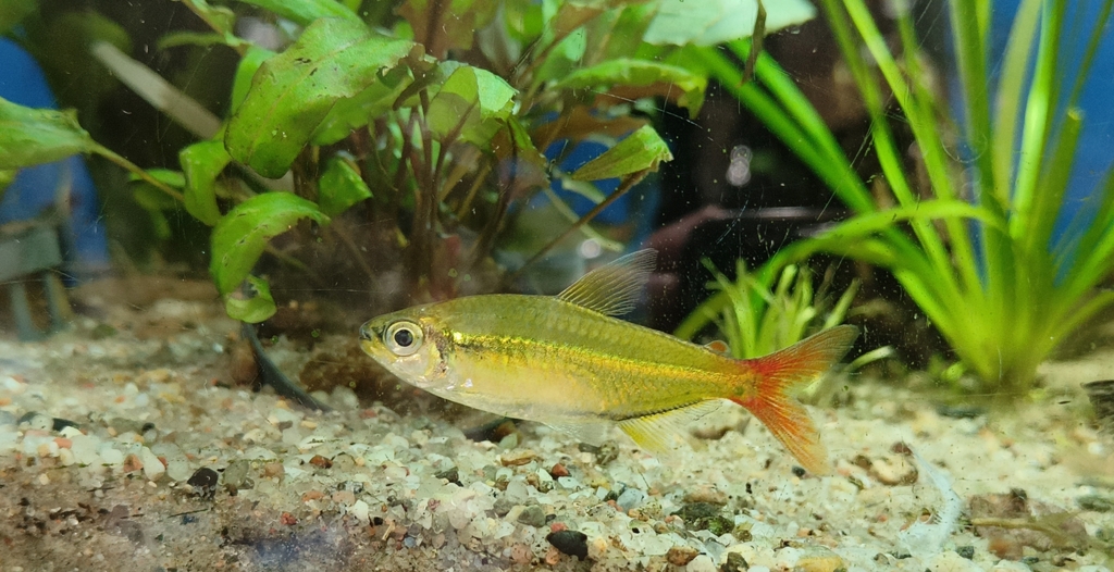 Copes tetra (Moenkhausia copei) — Characidae