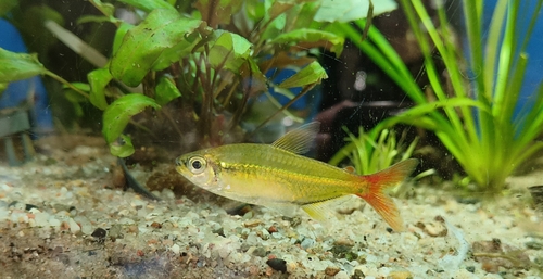 Cope's tetra (Moenkhausia copei) — Characidae