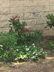 Photinia × fraseri