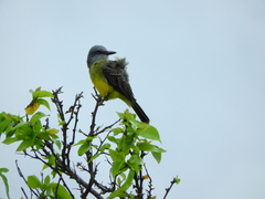 Tyrannus albogularis