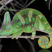 Veiled Chameleon - Photo (c) John Sullivan, some rights reserved (CC BY-NC), uploaded by John Sullivan