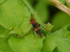Trogomorpha arrogans