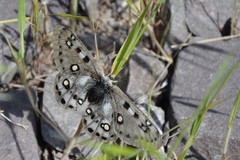 Parnassius apollonius