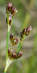 Juncus gerardi