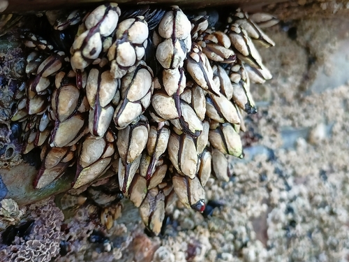 Goose barnacle, photo 2 of 10