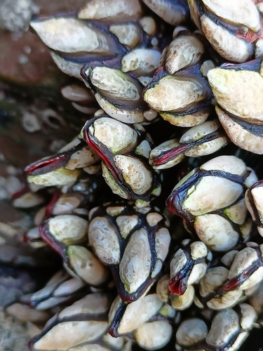Goose barnacle, photo 3 of 10