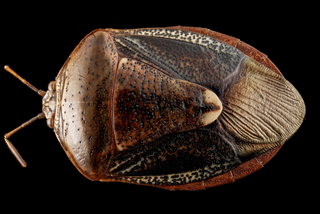 Edessa bifida