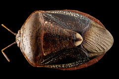 Edessa bifida