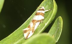 Macrobathra desmotoma
