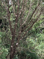 Juniperus pinchotii