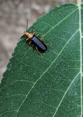 Podabrus fayi