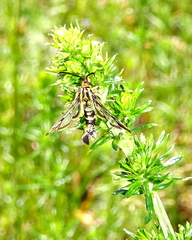 Chamaesphecia empiformis