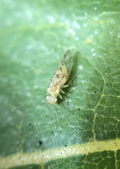 Trichopsocus