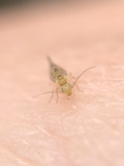 Trichopsocus