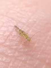Trichopsocus