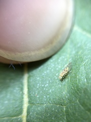 Trichopsocus
