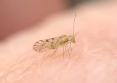 Trichopsocus