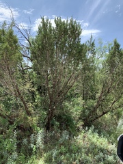 Juniperus pinchotii