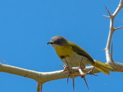 Apalis flavida