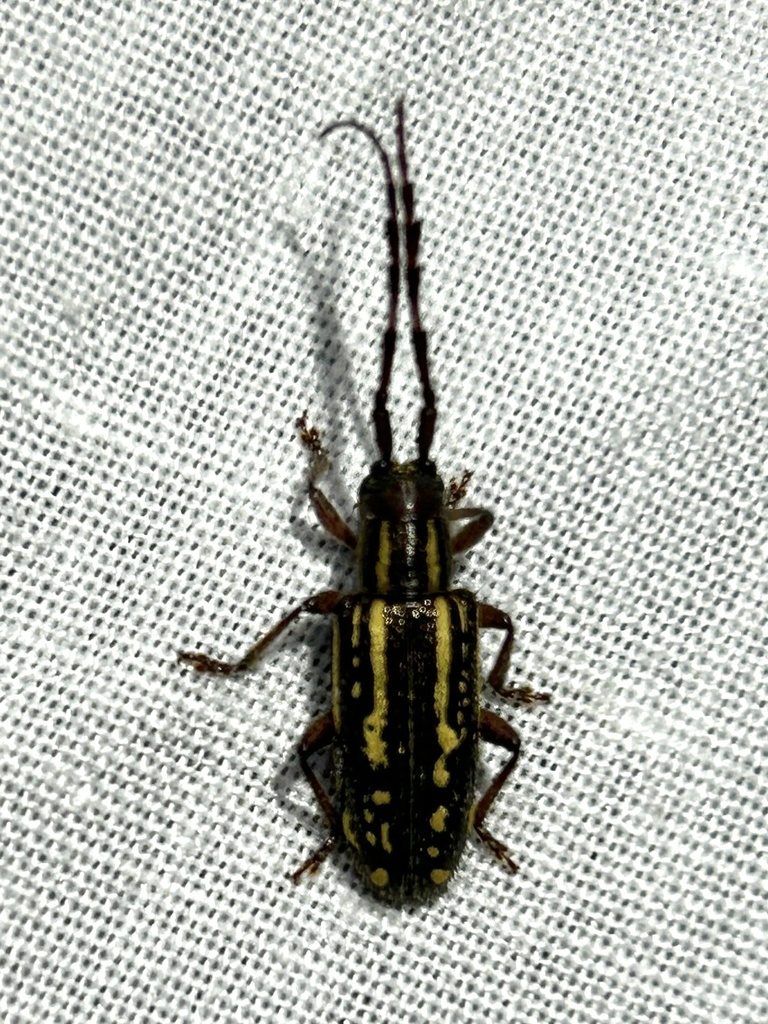 Harringtonia