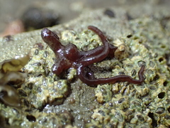 Nemalion elminthoides