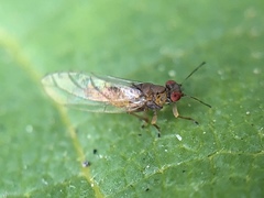 Trioza brevigenae