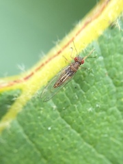 Trioza brevigenae