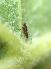 Trioza brevigenae