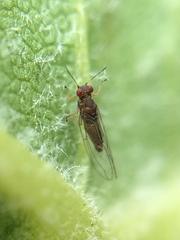 Trioza brevigenae